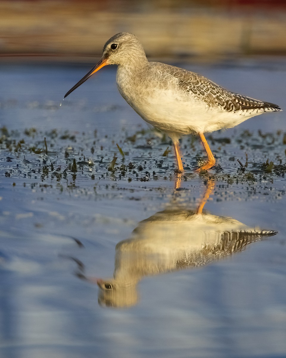 Spotted Redshank - ML549330511