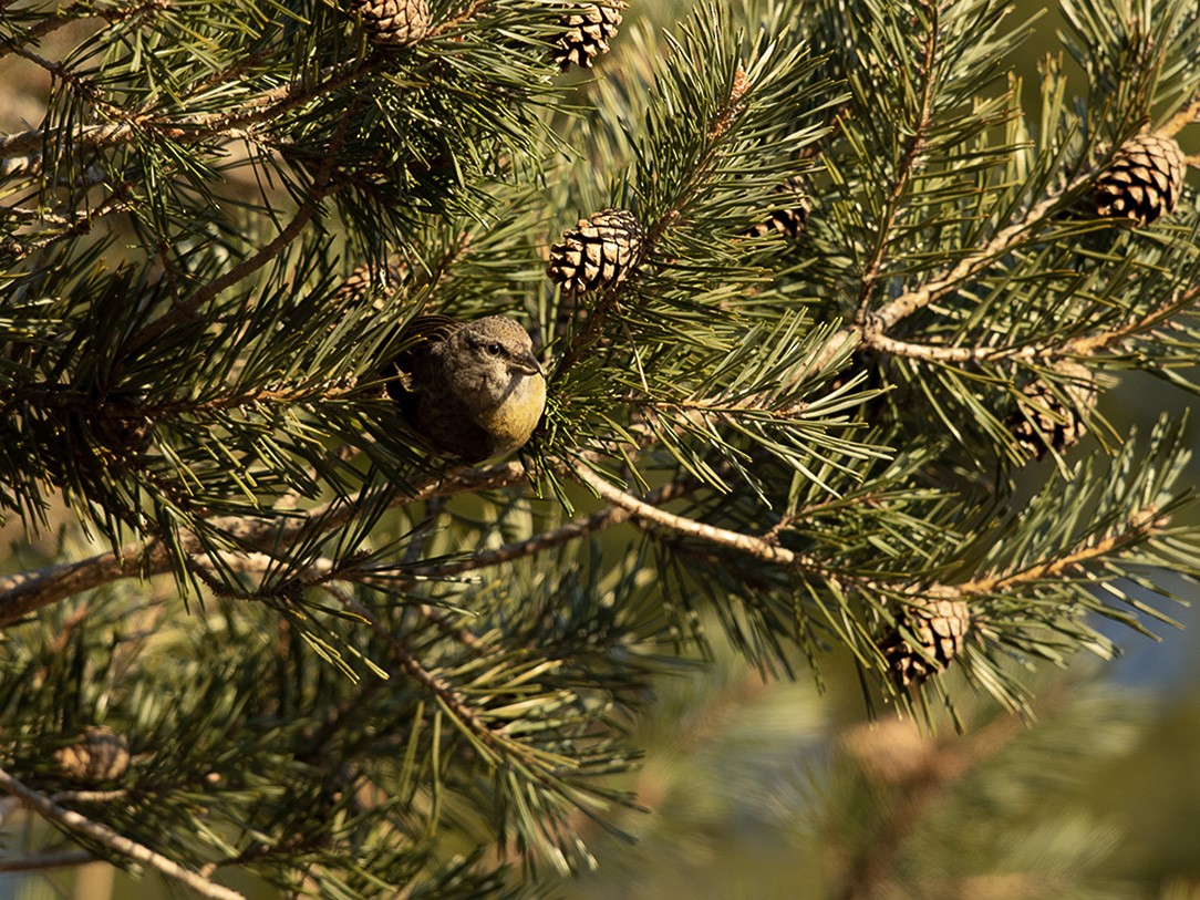 Red Crossbill - Timothy Thompson