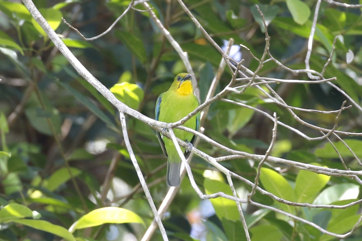 Yellow-throated Leafbird - ML549346101