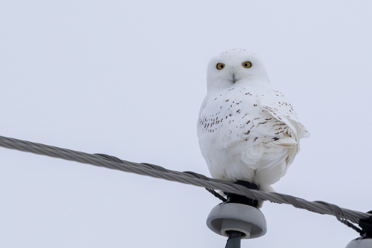 Snowy Owl - ML549353871