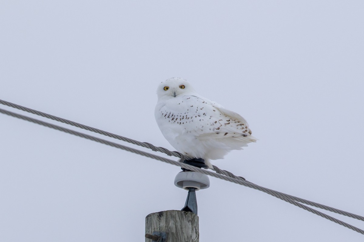 Snowy Owl - ML549353951