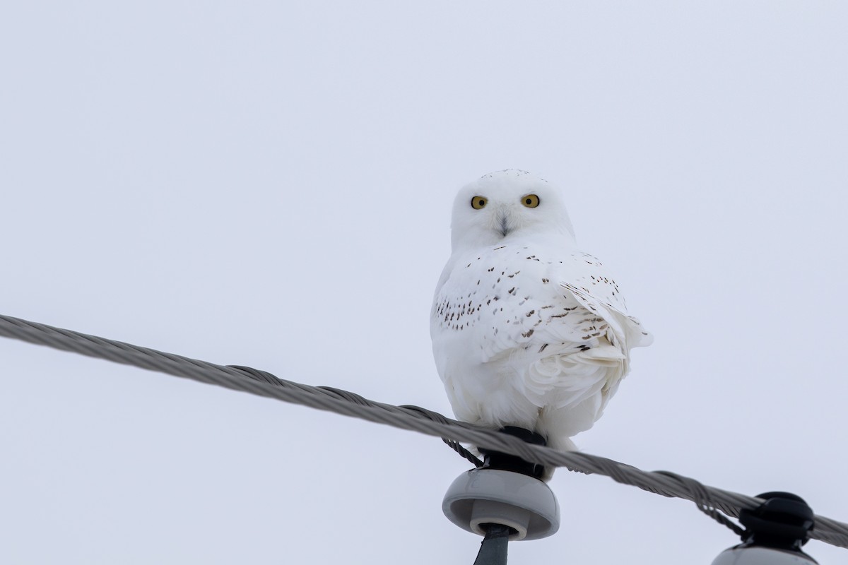 Snowy Owl - ML549354041