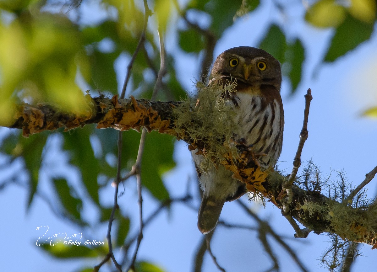 Tamaulipas Pygmy-Owl - Faby Galleta 🐦🦅