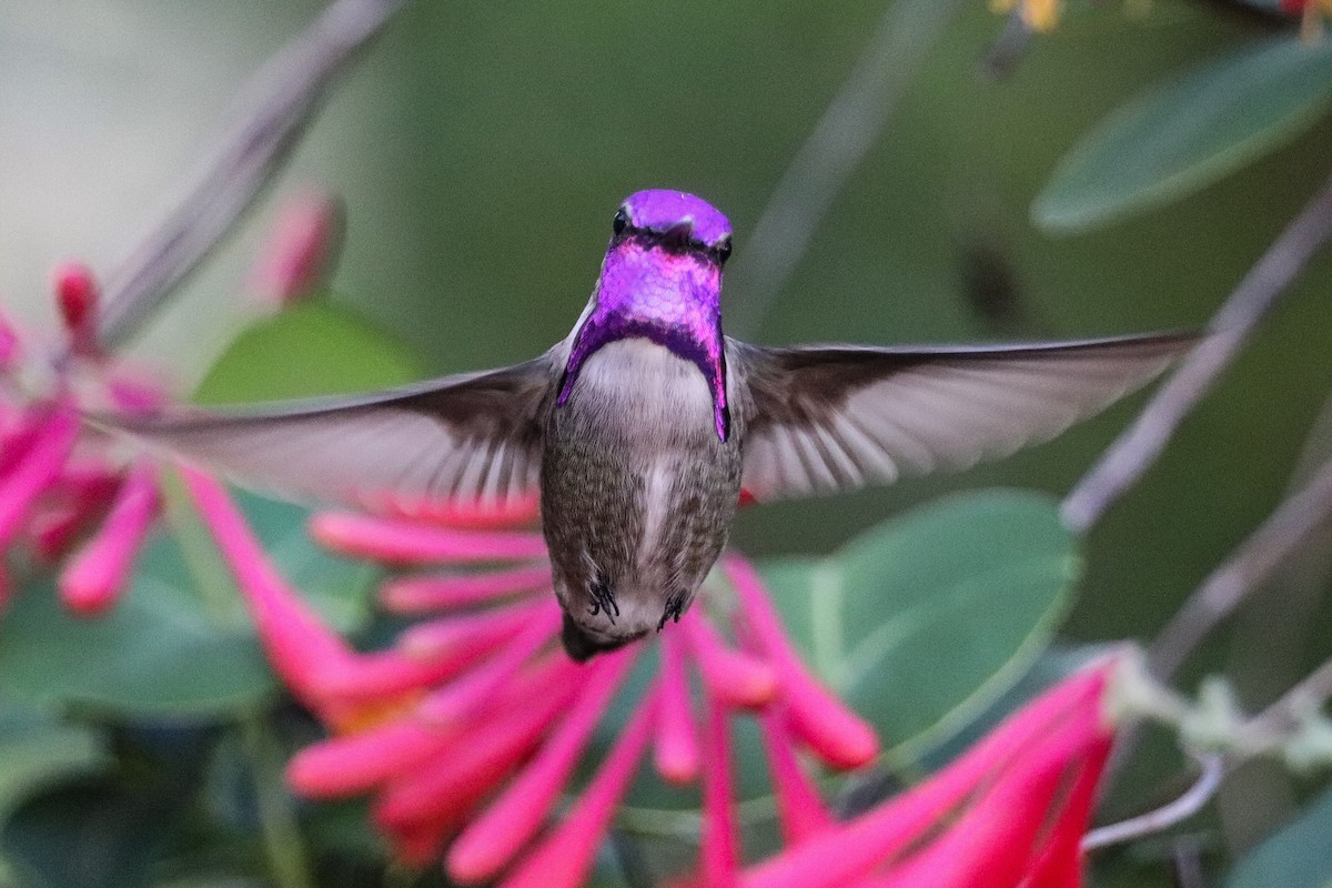 Costa's Hummingbird - ML549359871