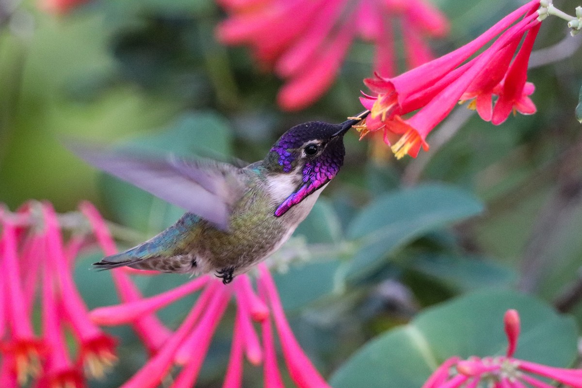 Costa's Hummingbird - Aeris  Clarkson