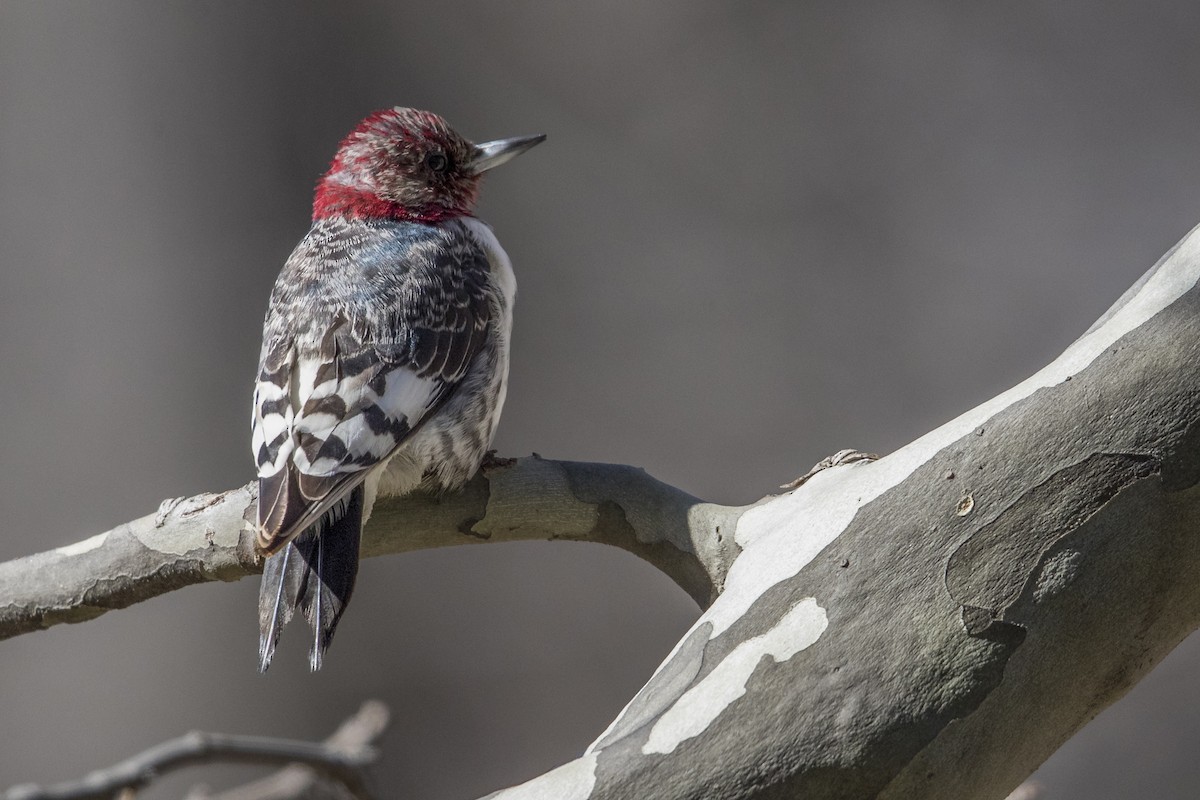Red-headed Woodpecker - ML549360951