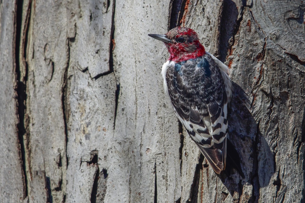 Red-headed Woodpecker - ML549360961