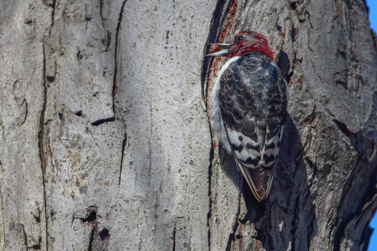 Red-headed Woodpecker - ML549360971