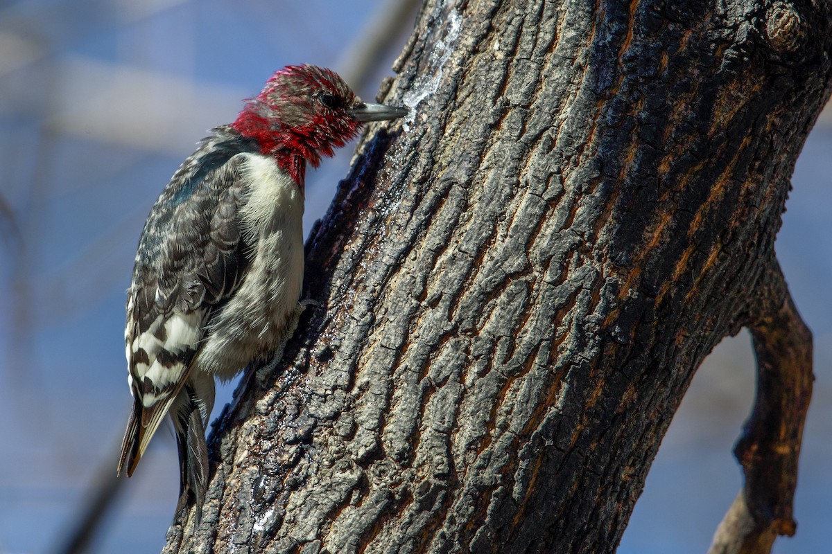 Red-headed Woodpecker - ML549360991