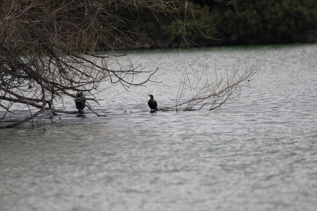 Neotropic Cormorant - ML549361001