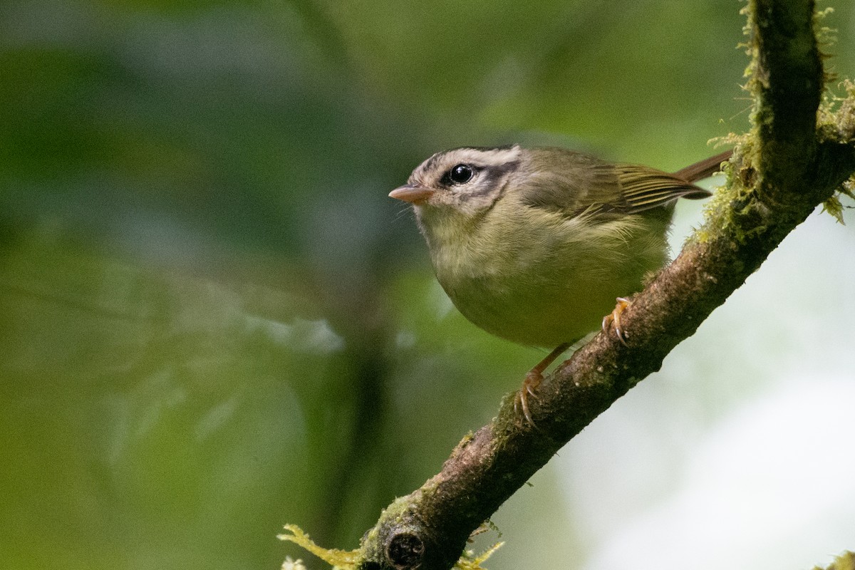 Costa Rican Warbler - Owen Sinkus