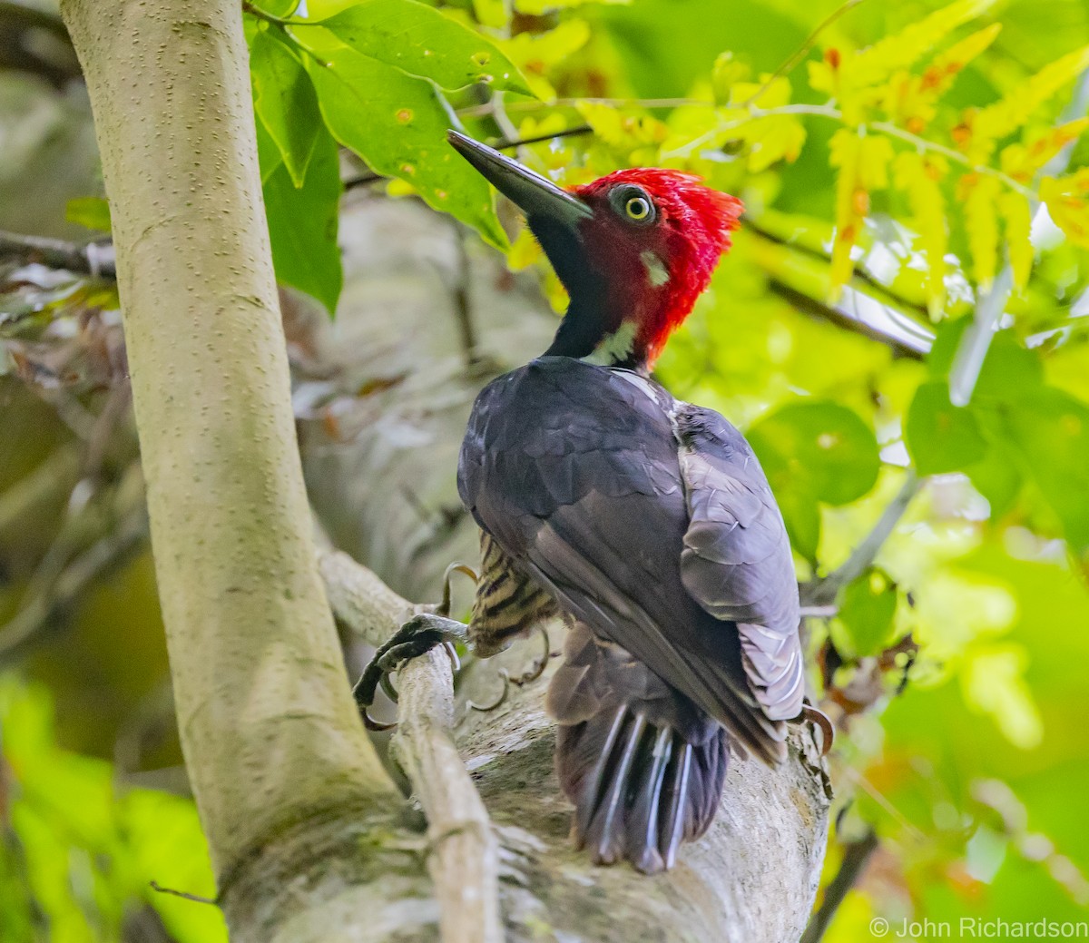 Guayaquil Woodpecker - ML549363371