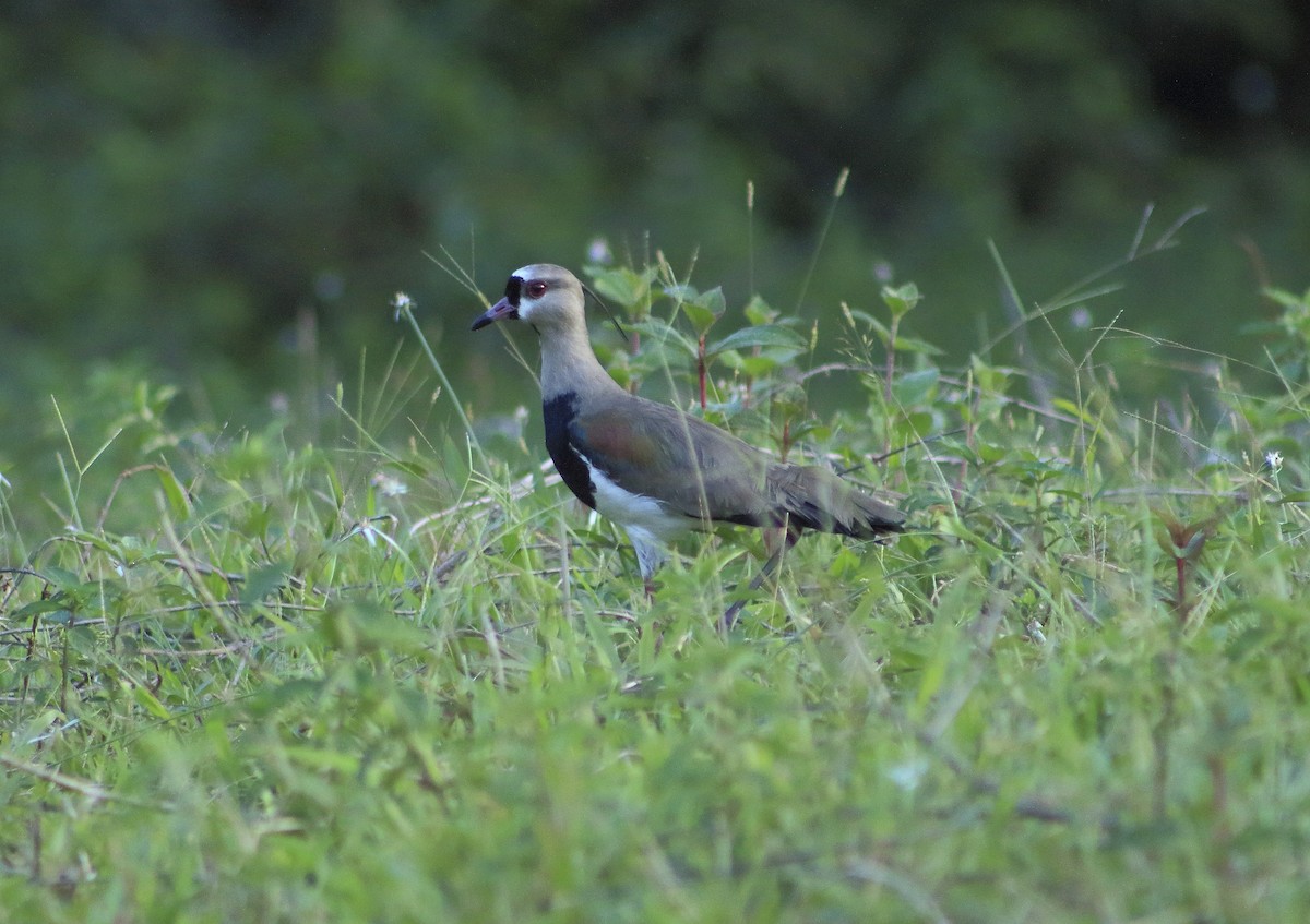 Southern Lapwing - santiago gualy rojas