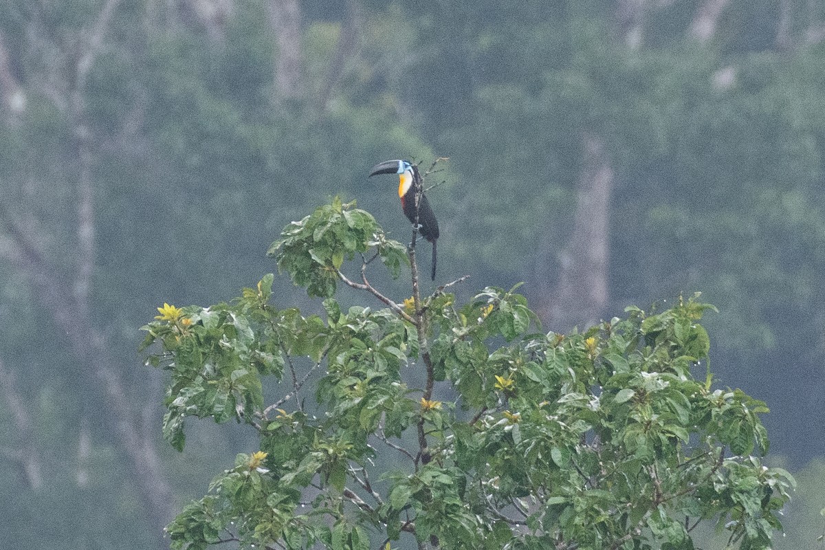 Channel-billed Toucan (Channel-billed) - Cody Limber