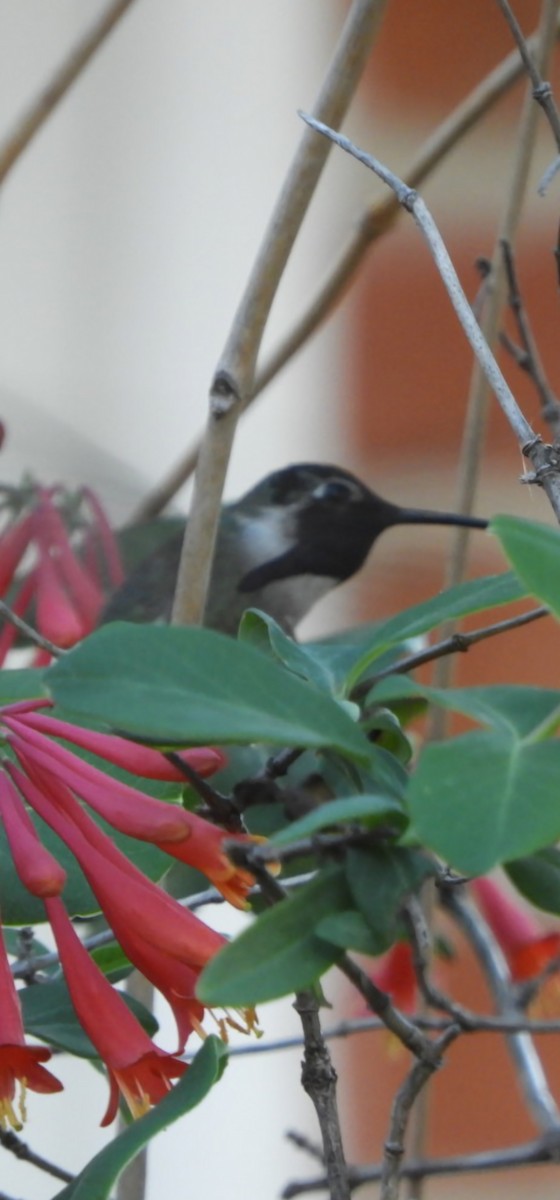 Costa's Hummingbird - ML549374851
