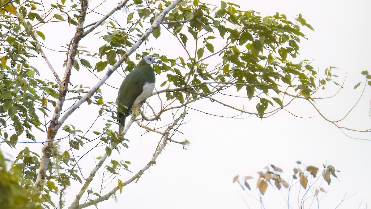 White-bellied Imperial-Pigeon - Kenneth Cheong