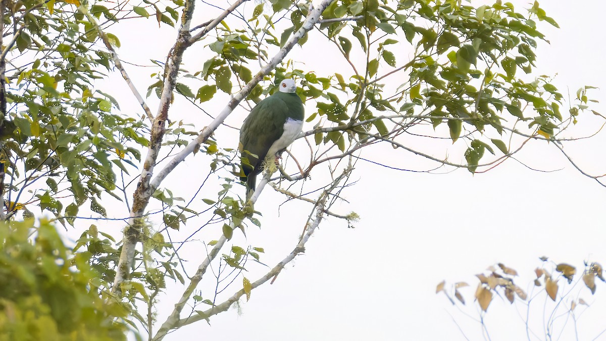 White-bellied Imperial-Pigeon - ML549375541