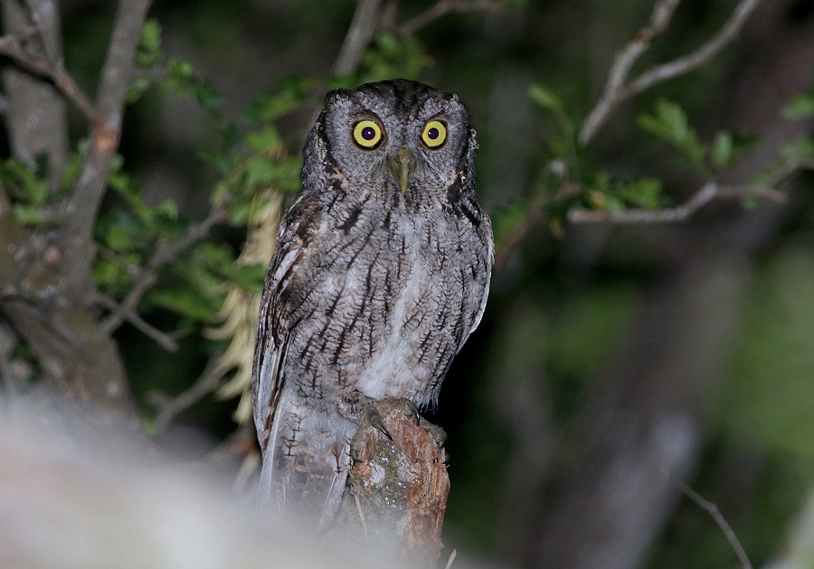 Eastern Screech-Owl (McCall's) - ML54937691
