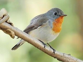  - Red-breasted Flycatcher