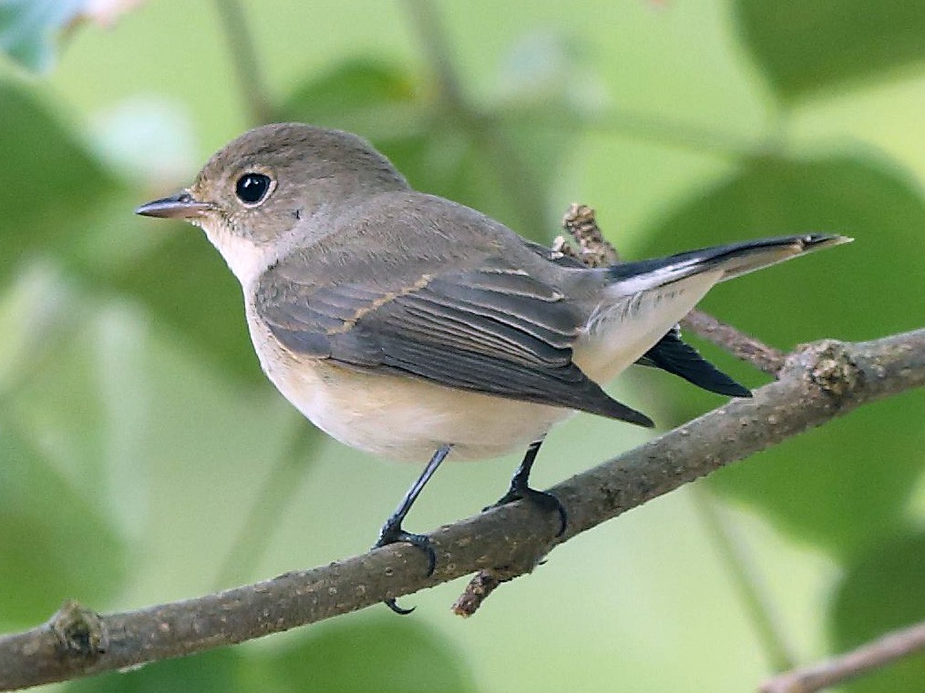 Red-breasted Flycatcher - Albin Jacob