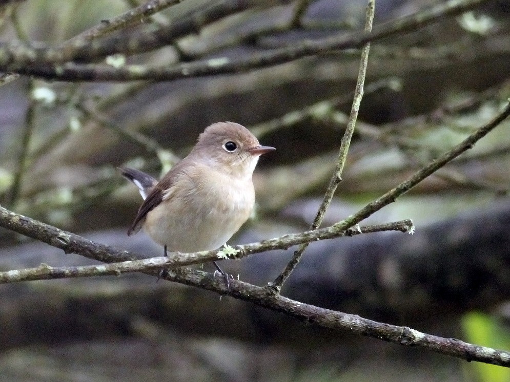 Red-breasted Flycatcher - Adrien Mauss