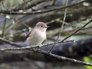 Female/immature male - Adrien Mauss - ML54937781