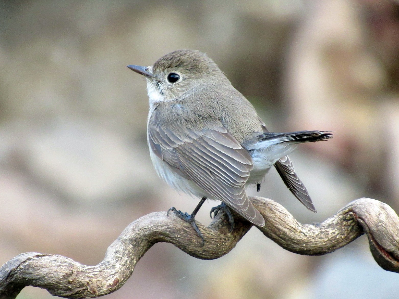 Red-breasted Flycatcher - Rahul Paranjape