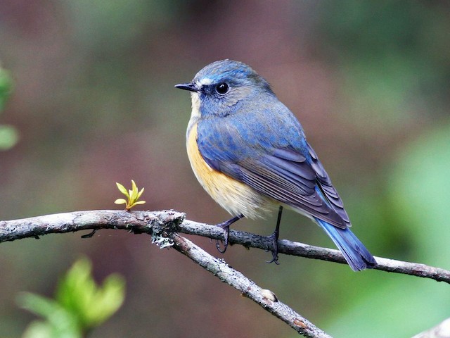 Brown and blue bird, female Red-flanked Bluetail (Tarsiger