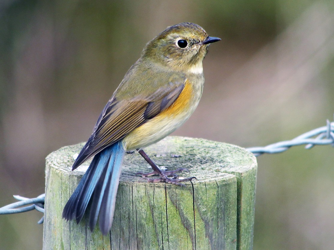 Birds - - Red-flanked Bluetail(Tarsiger cyanurus) - Photo by