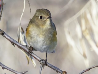 Weibchen / immatures Männchen - Bryce Robinson - ML54938131