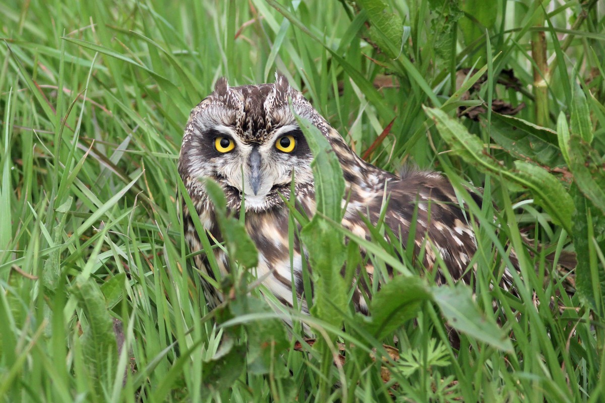 Short-eared Owl - ML549389371