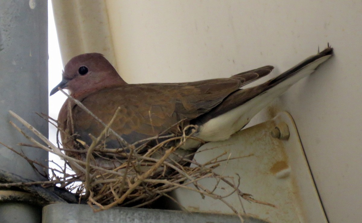 Laughing Dove - ML549389561