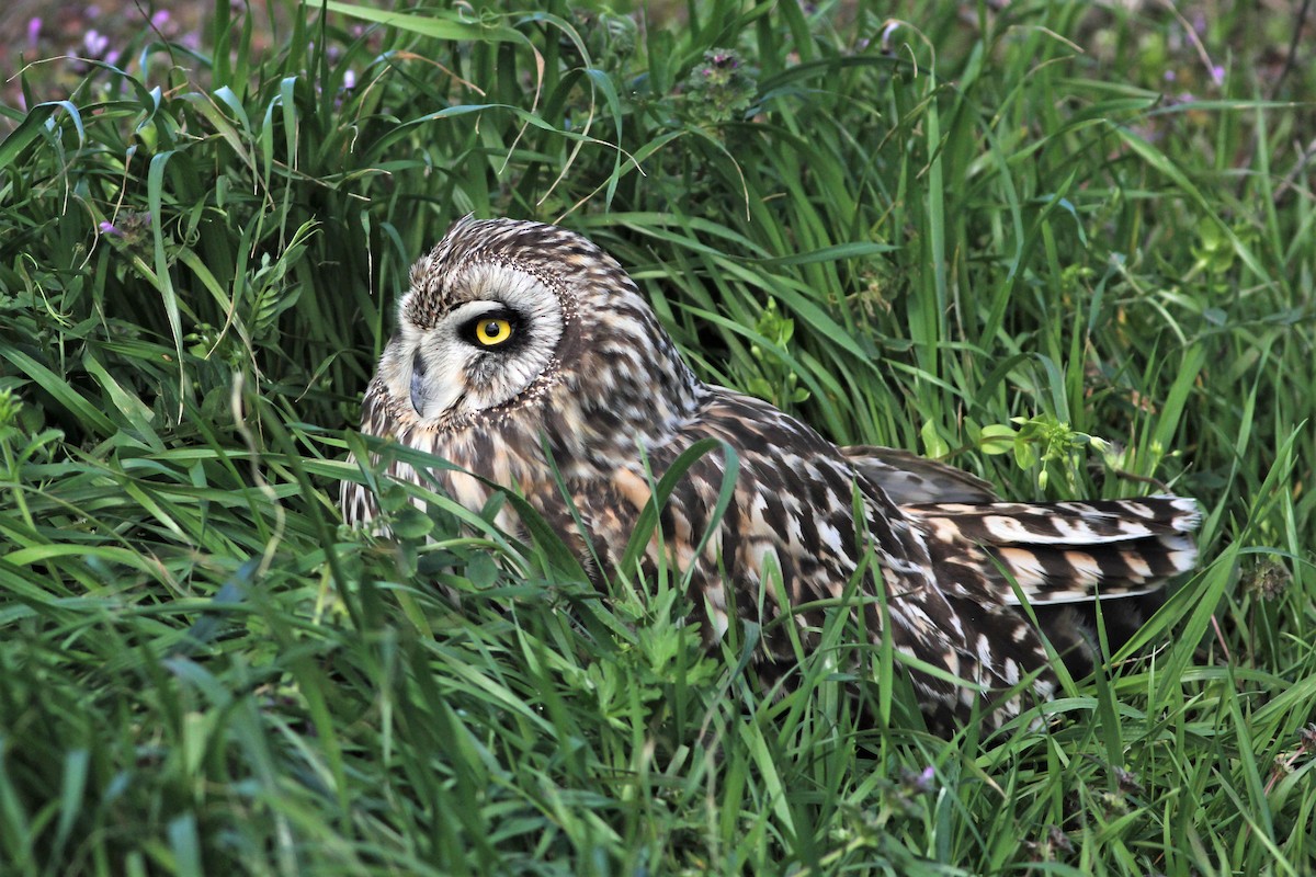 Short-eared Owl - ML549390161