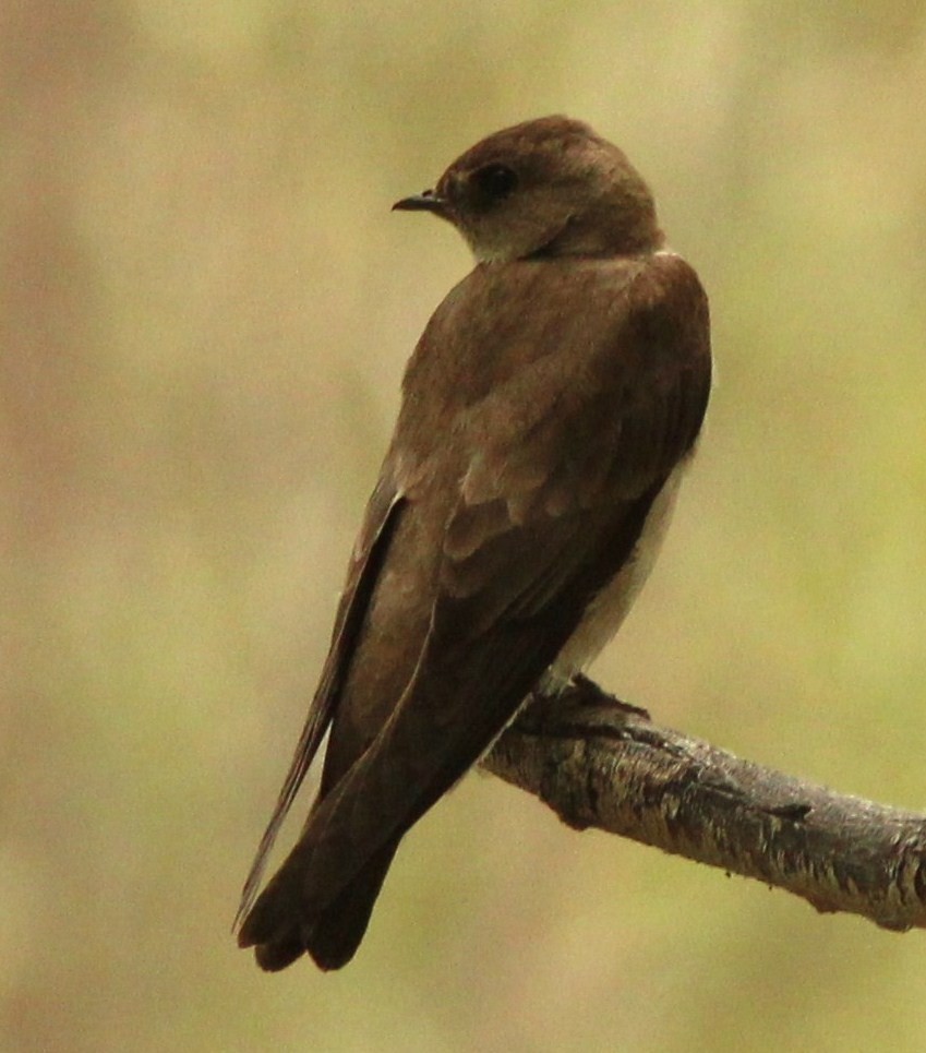 Northern Rough-winged Swallow - ML549393701