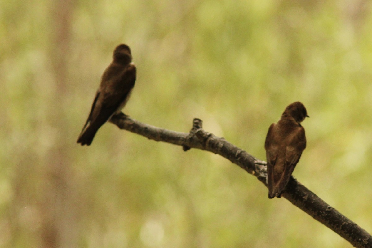Northern Rough-winged Swallow - ML549393711