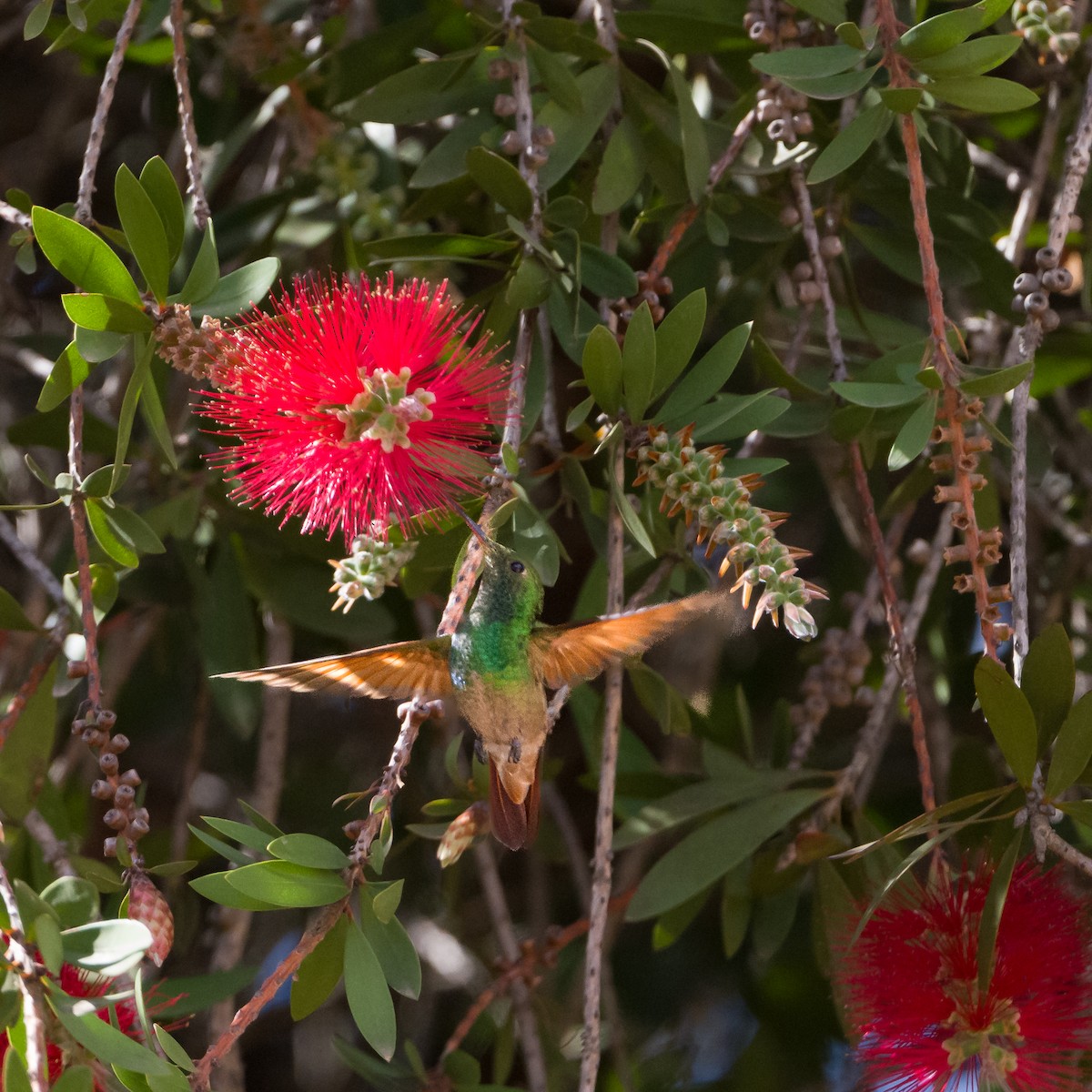 kolibřík mexický - ML549393811