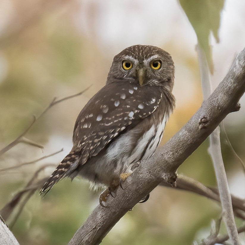 Ferruginous Pygmy-Owl - Alex Kistler