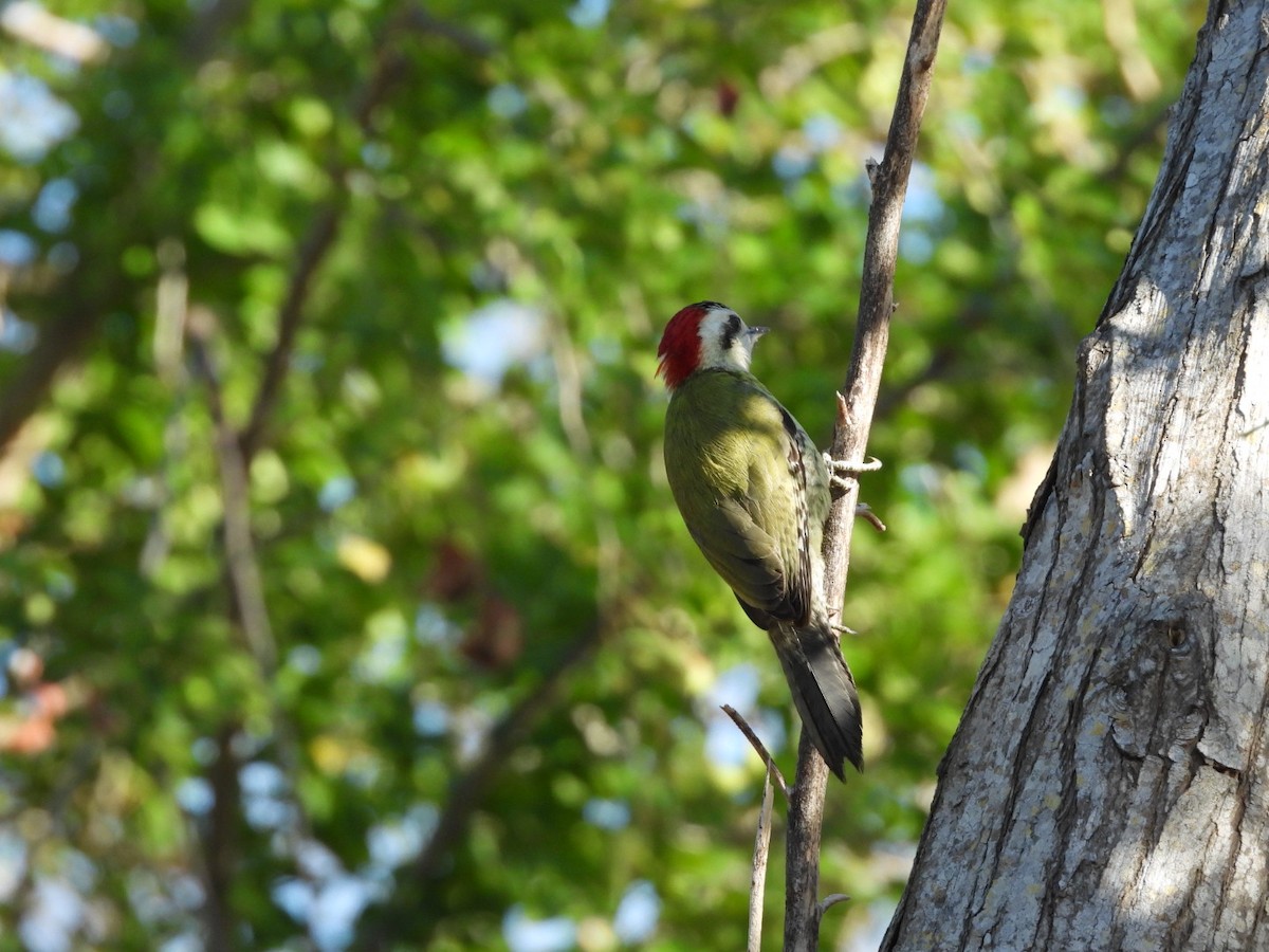 Cuban Green Woodpecker - ML549396121