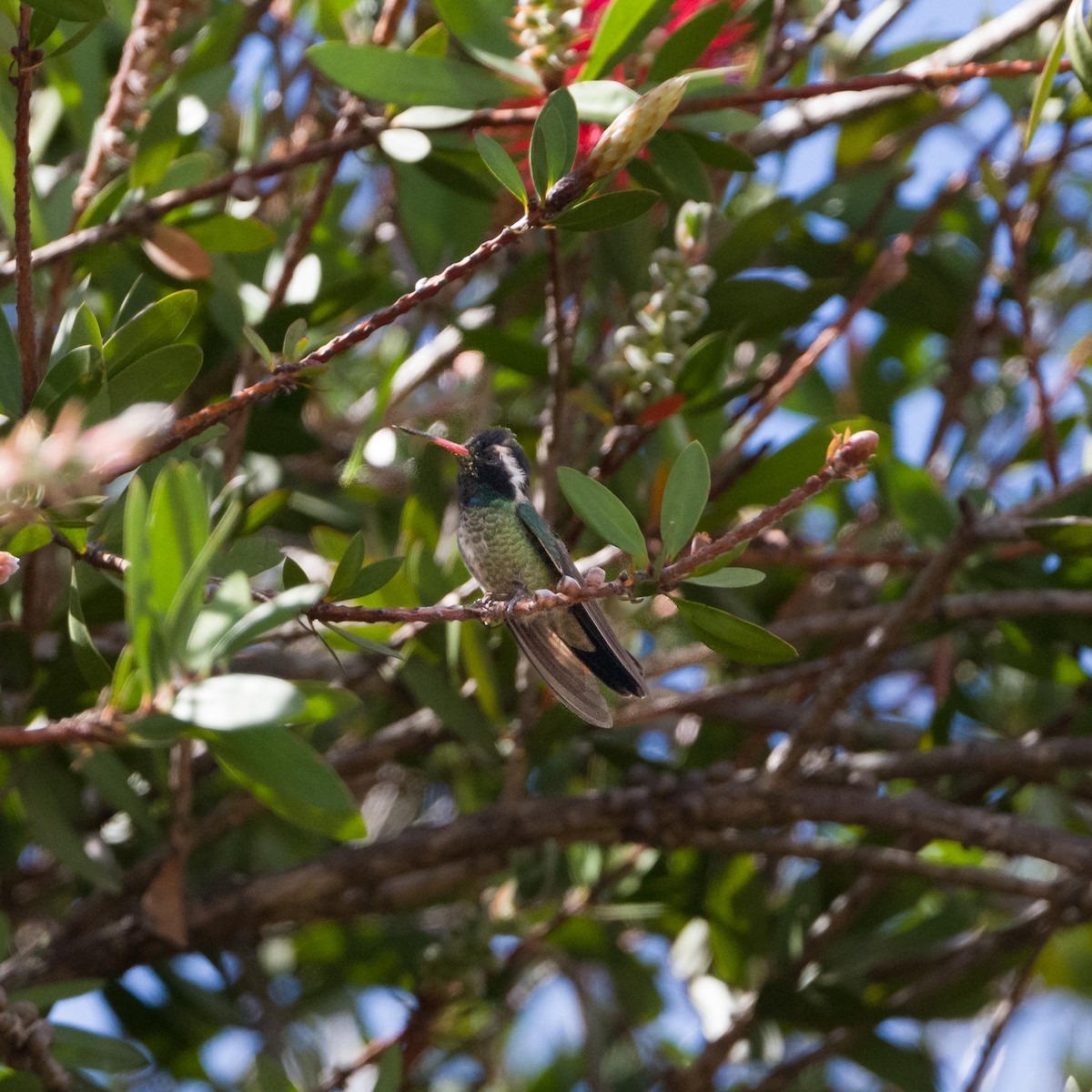 White-eared Hummingbird - ML549397351