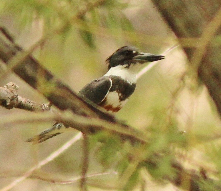 Belted Kingfisher - ML549397741