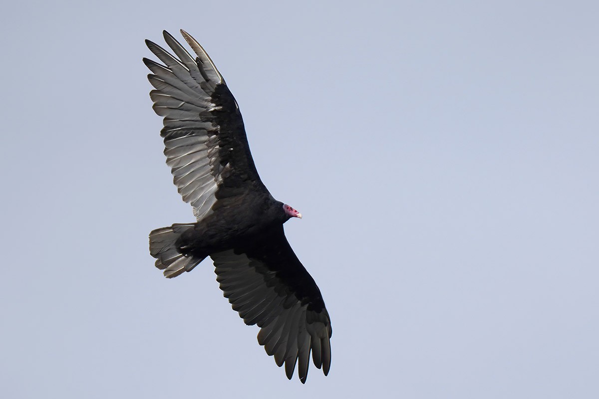 Turkey Vulture - ML549399521