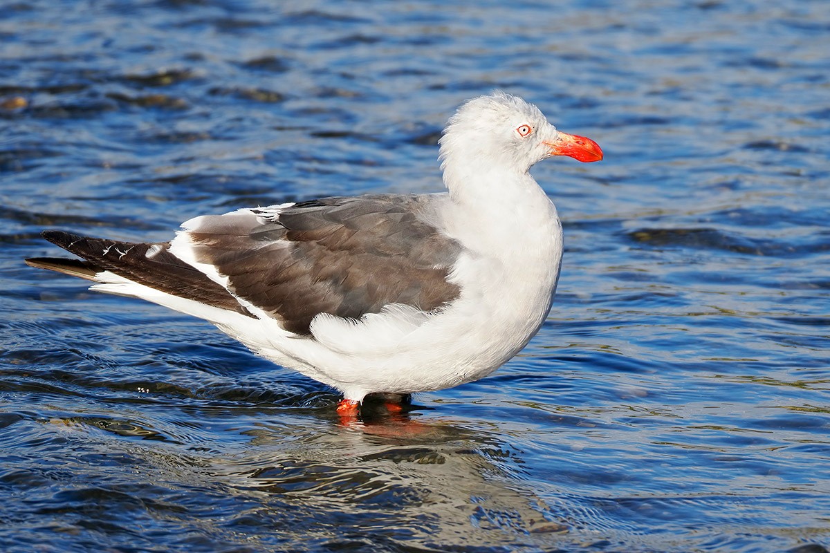 Dolphin Gull - ML549400321