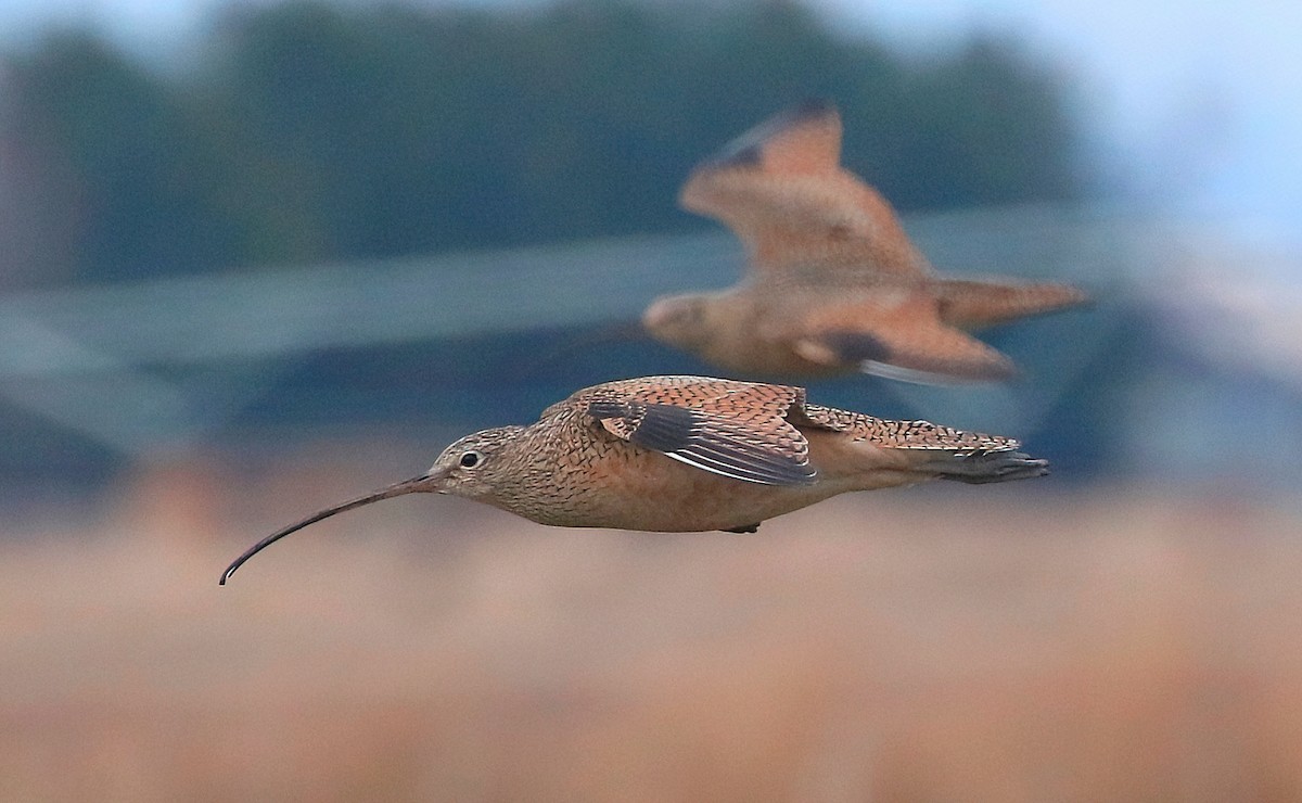 Long-billed Curlew - ML549401781