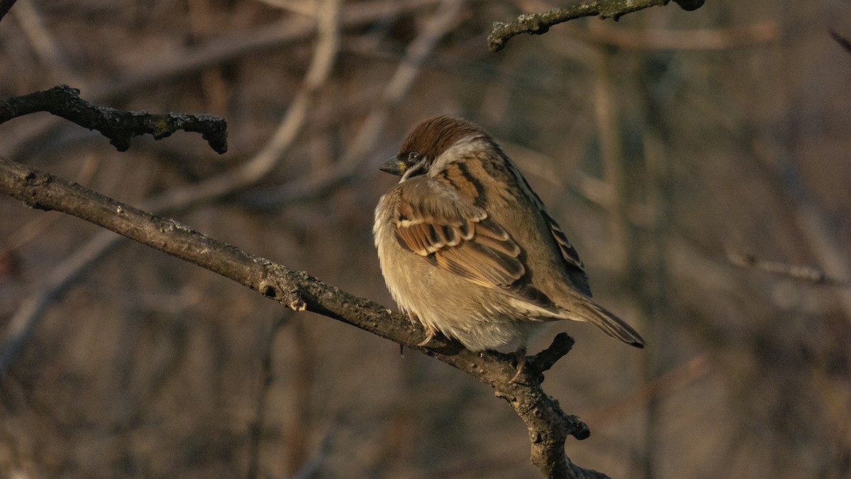 Eurasian Tree Sparrow - ML549403121