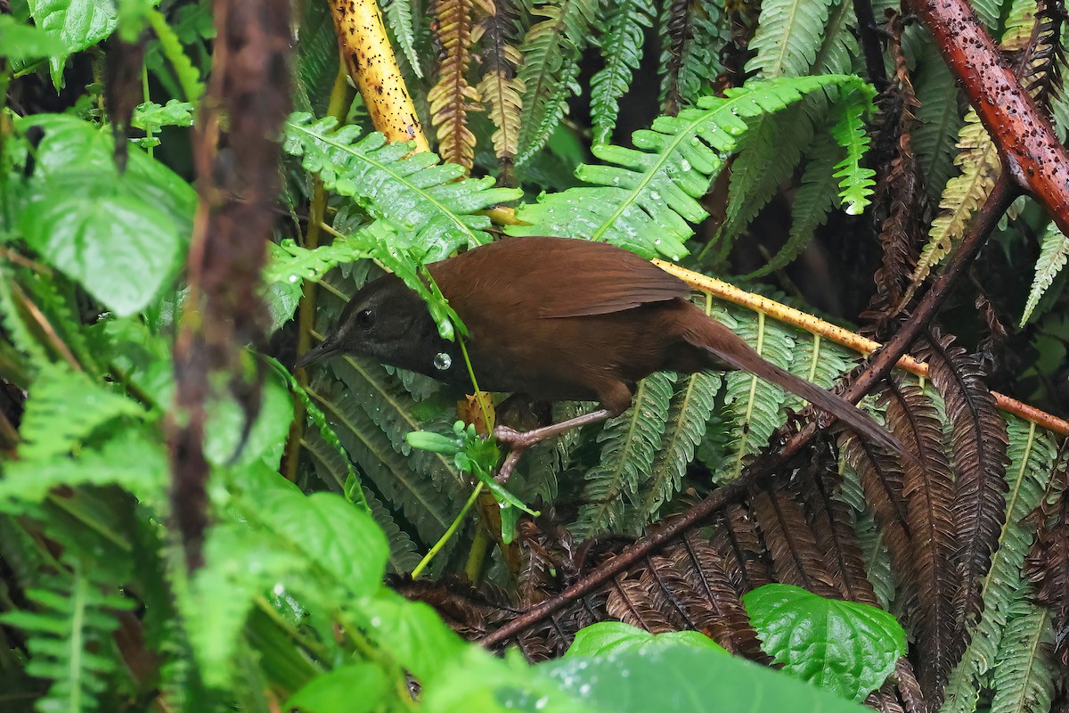 Long-tailed Bush Warbler - ML549404131