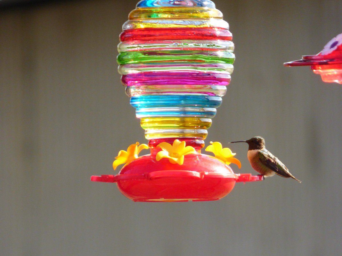 Ruby-throated Hummingbird - Tracie Lemarr