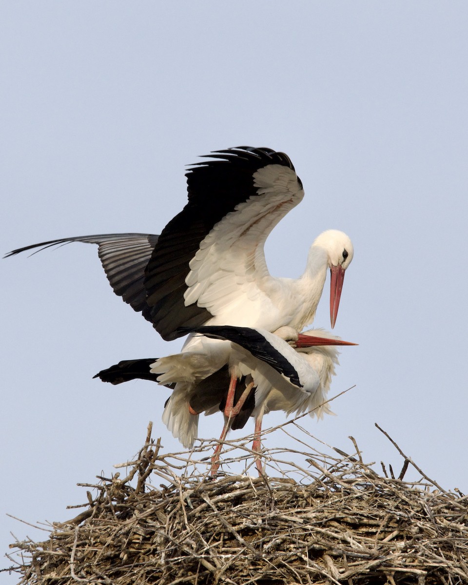 White Stork - ML549405801