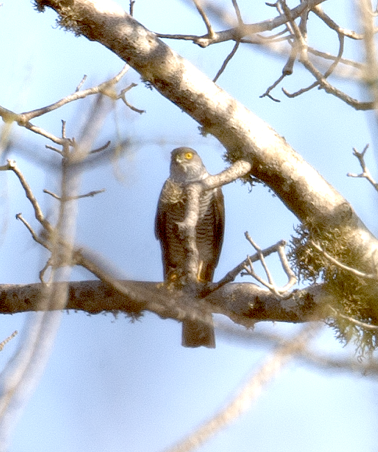 Madagascar Sparrowhawk - ML549407871