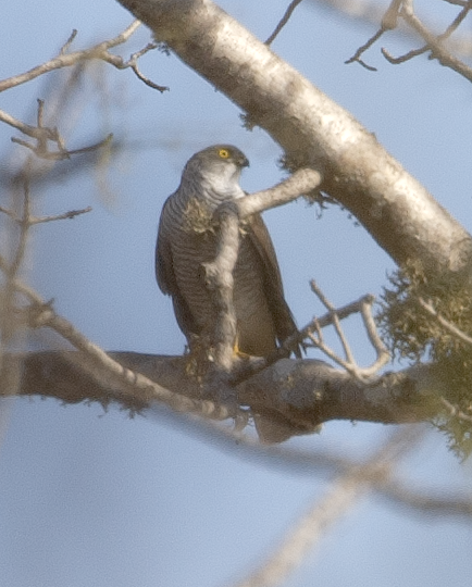 Madagascar Sparrowhawk - ML549409491