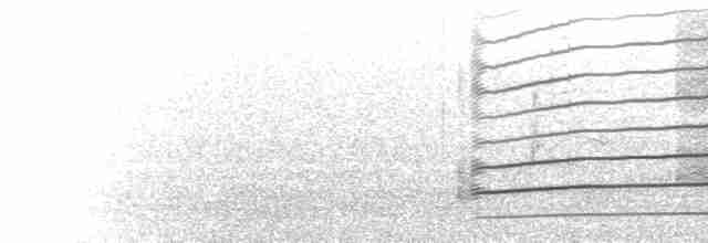  - Peregrine Falcon (North American)